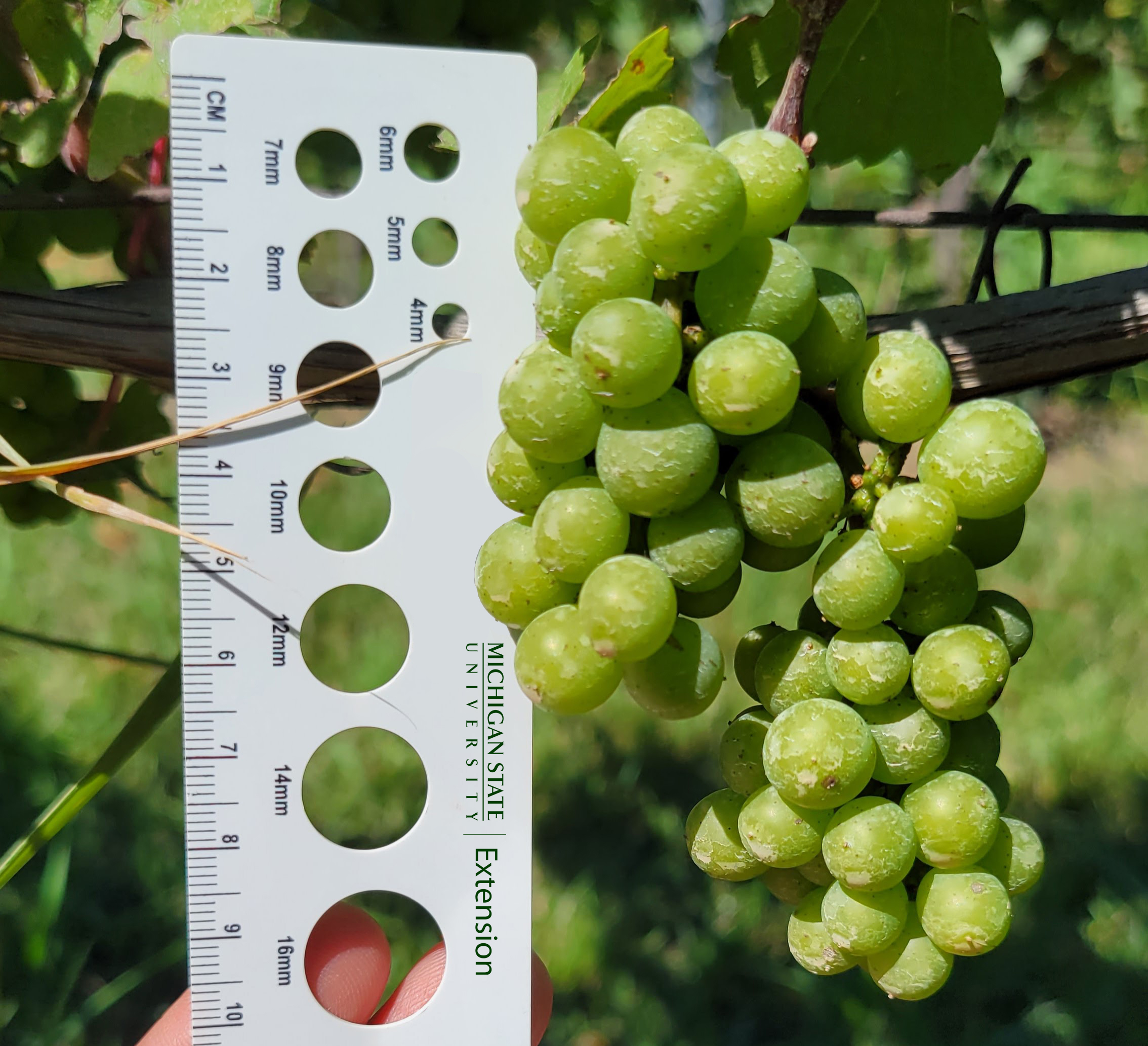 Grapes on the vine next to a ruler.